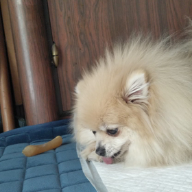 骨ポーン❗️の画像