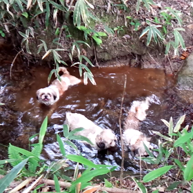 今日のお散歩の画像