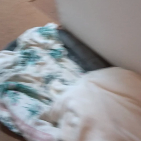 今日のシロくん 3の画像