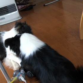 今日は穏やかと思ったら、の画像