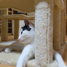 猫じゃらしの画像