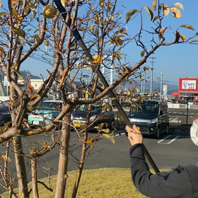 かりん収穫祭♡の画像