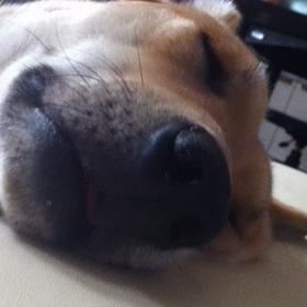 わんわん動画の画像