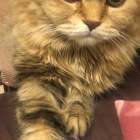 スコティッシュフォールドの画像