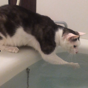 泳ぐ気？かな。。の画像