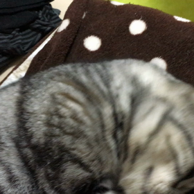 うちで引き取って2度目のさかり。の画像