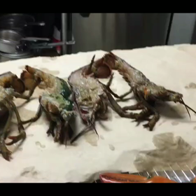 ウルフの食材は超新鮮♪の画像