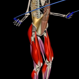 【骨】と【腱】の画像