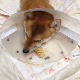 エリカラに対応してきたくまの画像