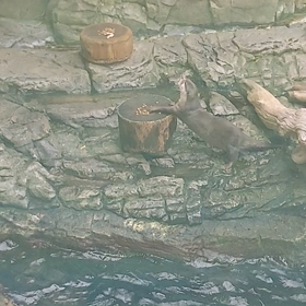 カワウソの画像