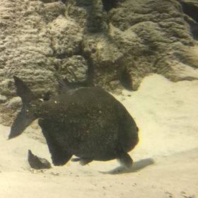 ピラニアネストの画像