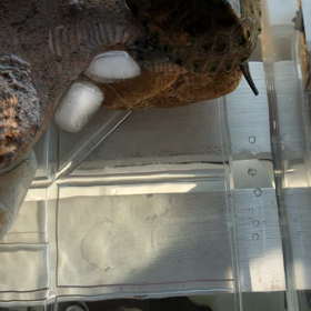 かめさんもかき氷？！の画像