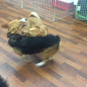 リリーちゃん&チャコちゃんの画像