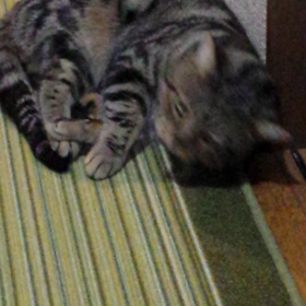 テツちゃん、幸せかい？の画像