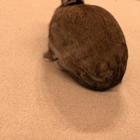 うさぎのコテン寝♡の画像