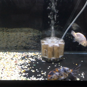 調子の悪い水槽達の画像