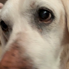 可愛い腹時計目覚ましは、休みも関係ない（笑）の画像