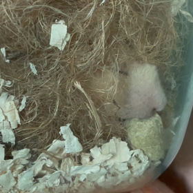 今日はひなまつりの画像