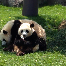 初パンダの画像