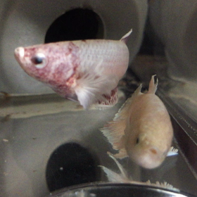 ベタ姫ちゃんたちの動画ブログの画像