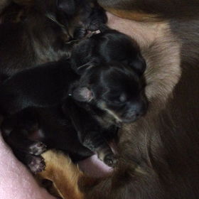 強者ども…の画像