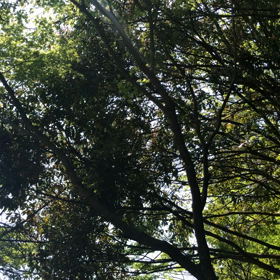 森林浴いいなーの声に応えて。の画像