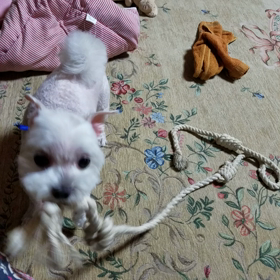 遊びまぁーすの画像