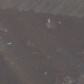 今年の鴨の画像