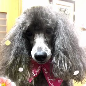 ガクト君の9回目の誕生日の画像