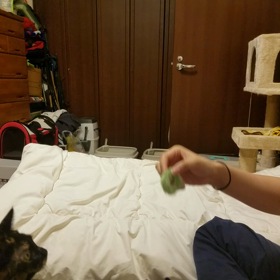 猫なんだけどの画像