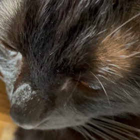 兄のナズ君の日課の画像