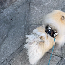 お散歩の悩み。の画像