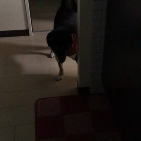 元気いっぱい（笑）の画像