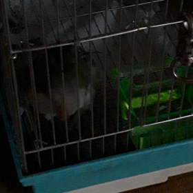 朝の雄叫び♪の画像