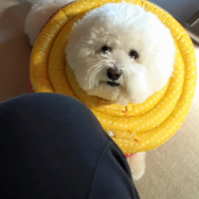 抗議する犬の画像