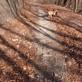 山に犬の散歩の画像