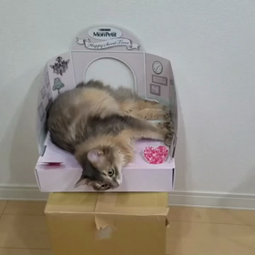 遊んでアピール?パート１の画像