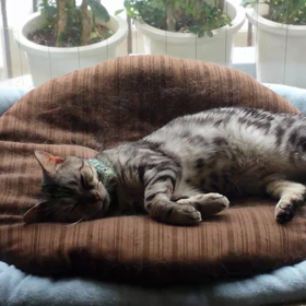 あぁ～退屈にや～！の画像