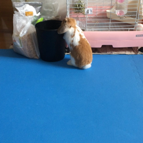 ラッキー(*^^*)の画像