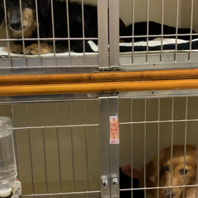 お泊り♡パルモモちゃんの画像