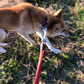 ”センタ  ーの子猫、成猫の収容情報” 追記しましたの画像