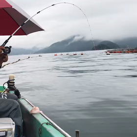 うわかいの画像