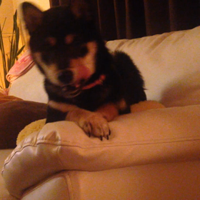 雪動画。の画像