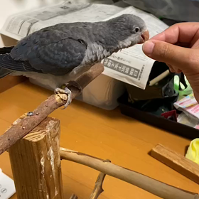 挿し餌終了後の画像