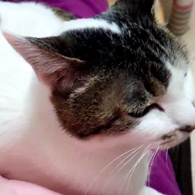 おはよーございますの画像