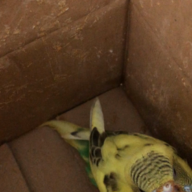 育児楽しいの画像