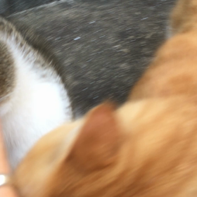 リアルファーは取り扱い注意の画像