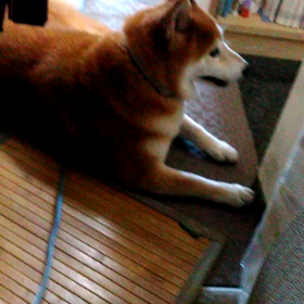 邪魔の天才の画像