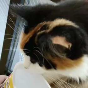 くるみ&しずくとヨーグルトの画像