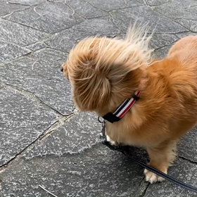 メリット？TSUBAKI？パンテーン？の画像